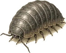 Common Pill Bug
