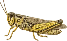 Sulphur-winged Grasshopper