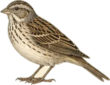 Bell's Sparrow
