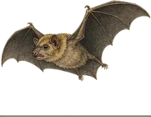 Jamaican Fruit-eating Bat