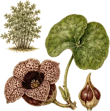 Wild Ginger
