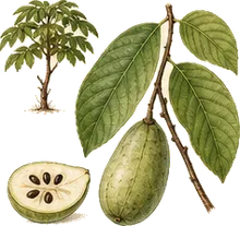 Pawpaw