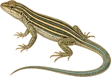 Six-lined Racerunner