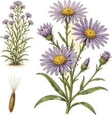 Smooth Aster