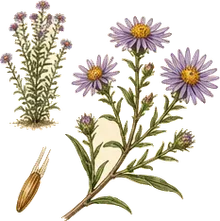 New England Aster