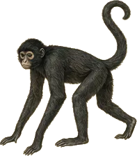 Black-handed Spider Monkey