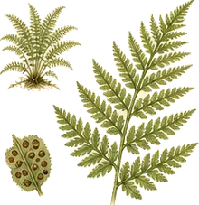 Lady Fern