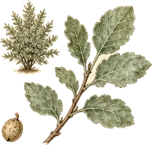 Four-wing Saltbush