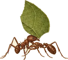 Texas Leaf-cutter Ant