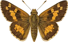 Golden Banded Skipper