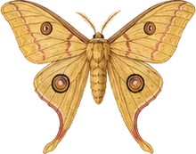 Pamina Silkmoth