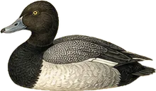 Lesser Scaup