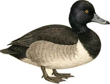 Ring-necked Duck