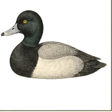 Greater Scaup