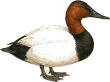 Canvasback