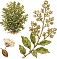Eastern Baccharis