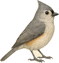 Tufted Titmouse