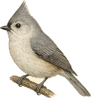 Oak Titmouse