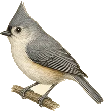 Juniper Titmouse