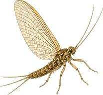 Blue-winged Olive