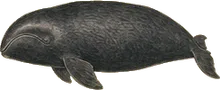 Bowhead Whale