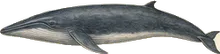 Sei Whale