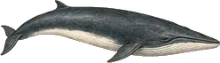 Fin Whale