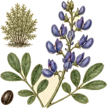 Blue Wild Indigo