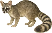 Ringtail