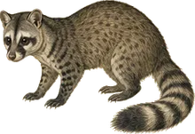 Cacomistle