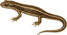 California Slender Salamander