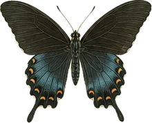 Pipevine Swallowtail