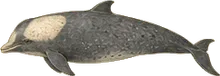 Baird's Beaked Whale