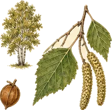 Yellow Birch