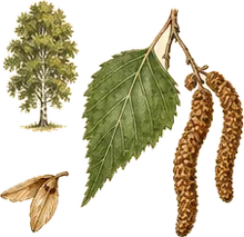 Sweet Birch