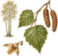 Paper Birch