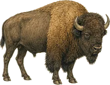 American Bison