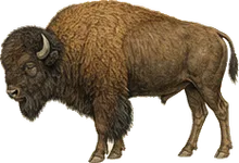 Wood Bison