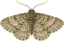 Peppered Moth