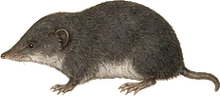 Northern Short-tailed Shrew
