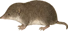 Southern Short-tailed Shrew