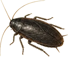 Oriental Cockroach