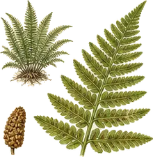Deer Fern
