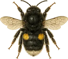 Two-spotted Bumble Bee