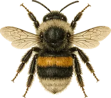 Brown-belted Bumble Bee
