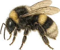 Nevada Bumble Bee