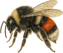 Red-belted Bumble Bee