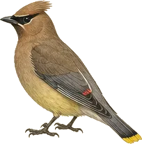 Cedar Waxwing