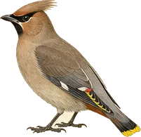 Bohemian Waxwing