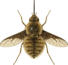 Large Bee Fly
